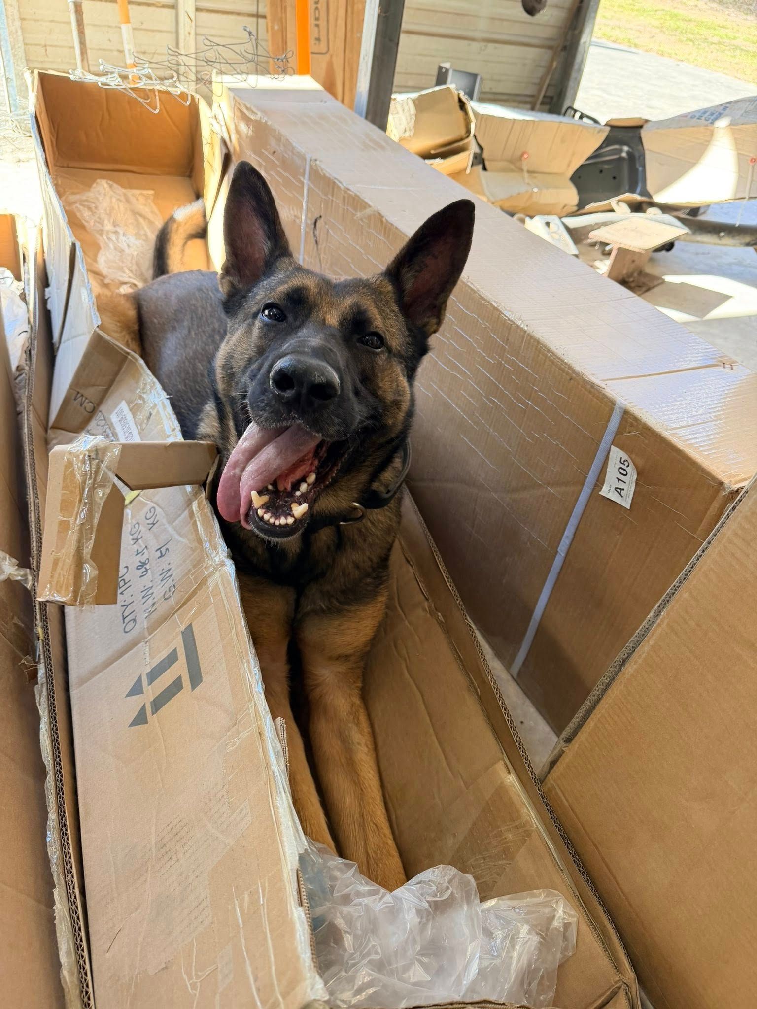K9 Legacy Project