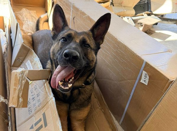 K9 Legacy Project