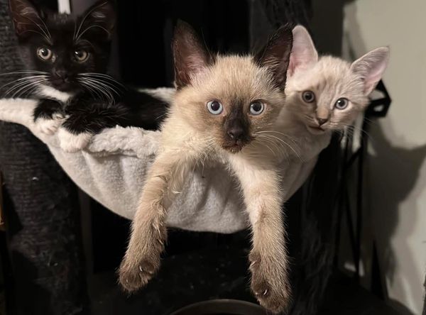 Frisky Business Rescue