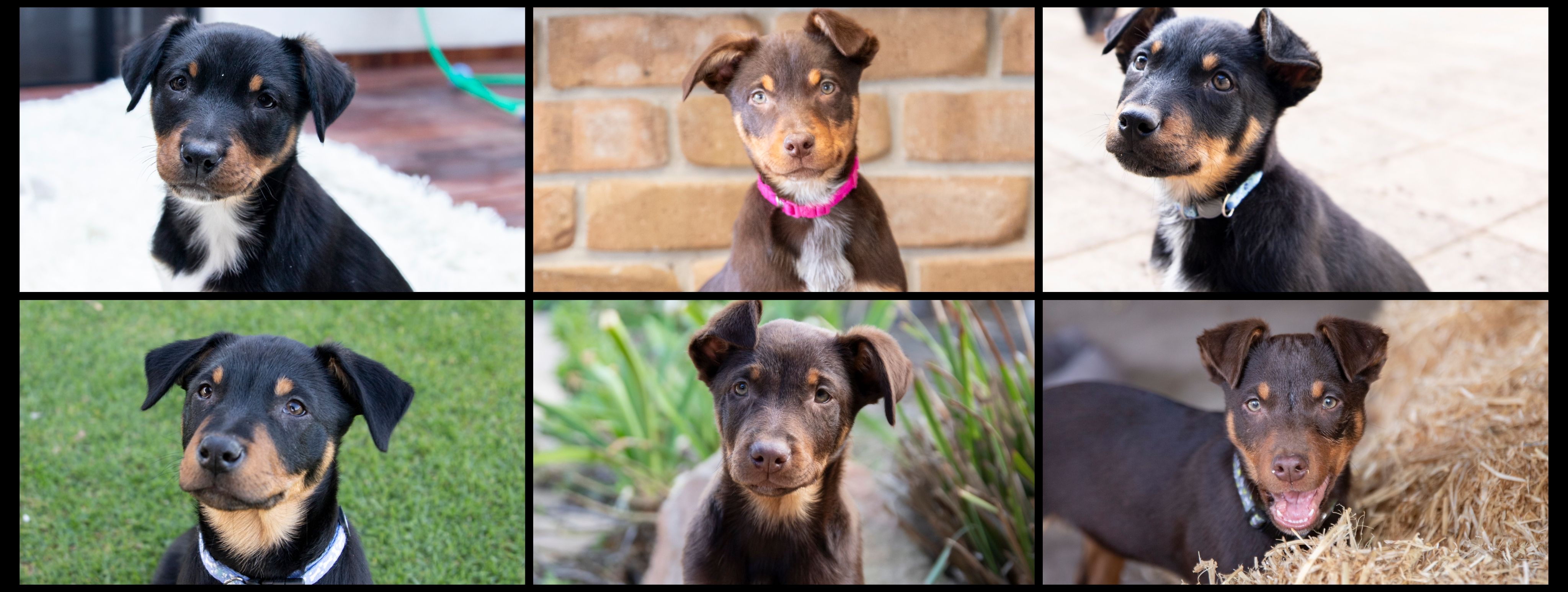 Hope for Life Animal Rescue
