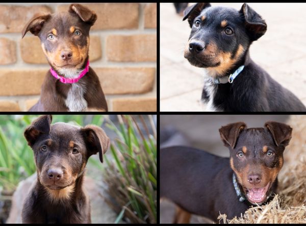 Hope for Life Animal Rescue