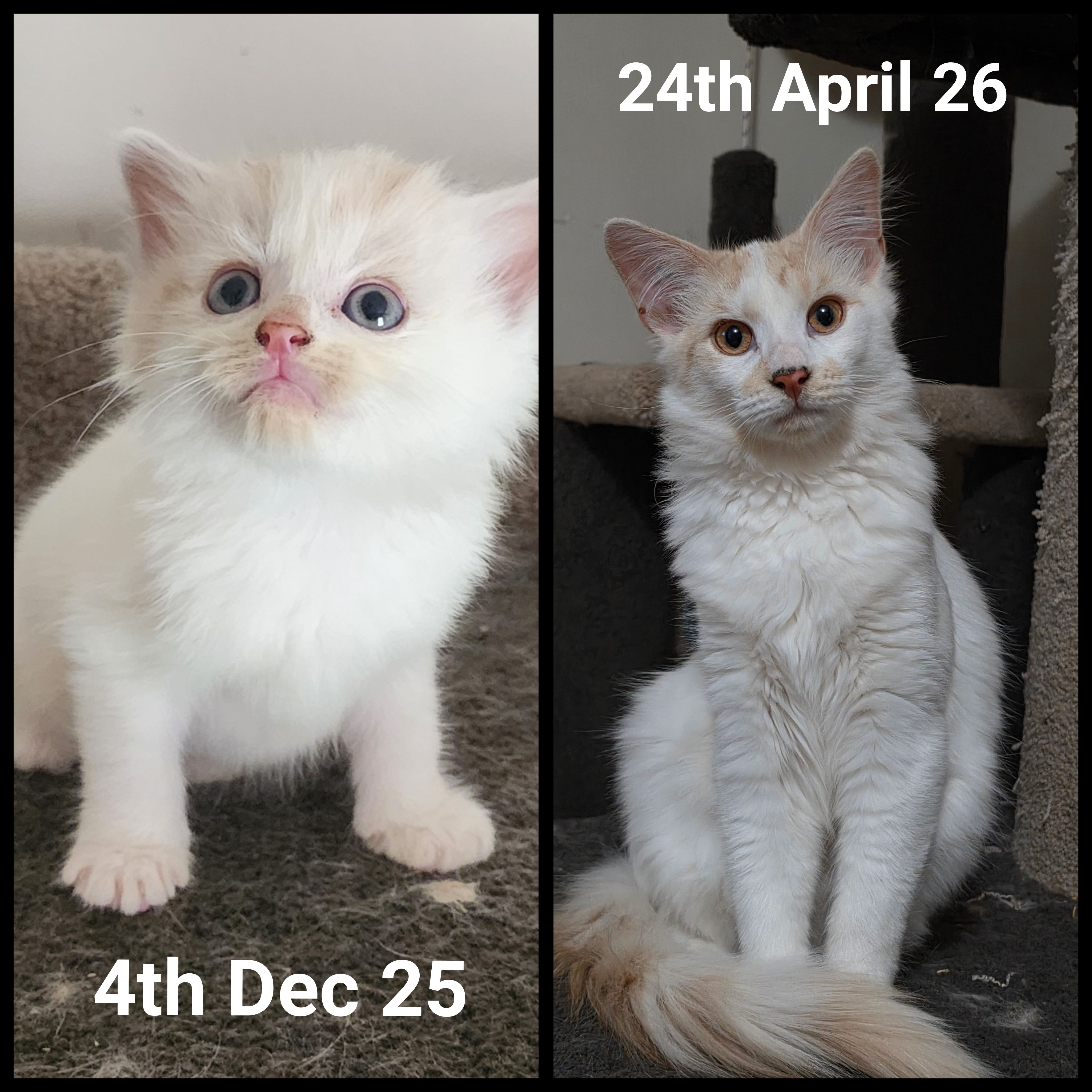 Hope for Life Animal Rescue