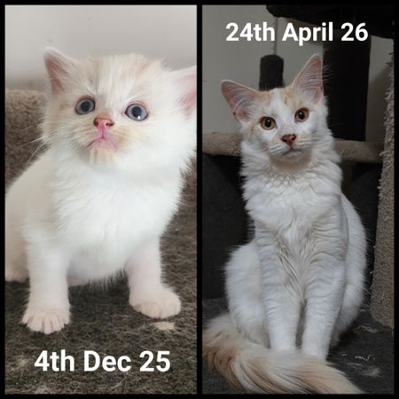 Hope for Life Animal Rescue