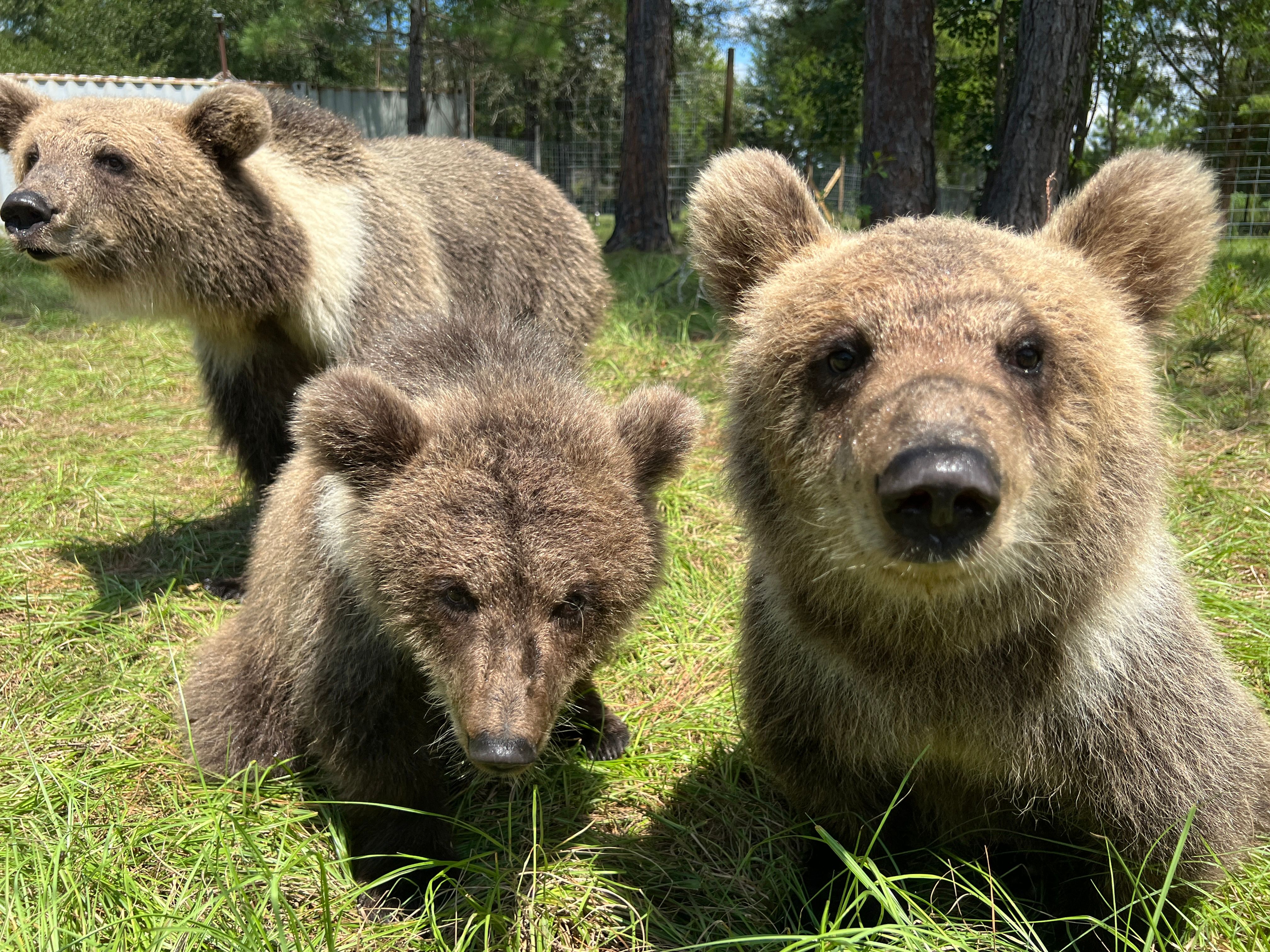 Grizzly ranch and florida black bear rescue