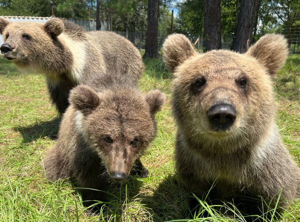 Grizzly ranch and florida black bear rescue