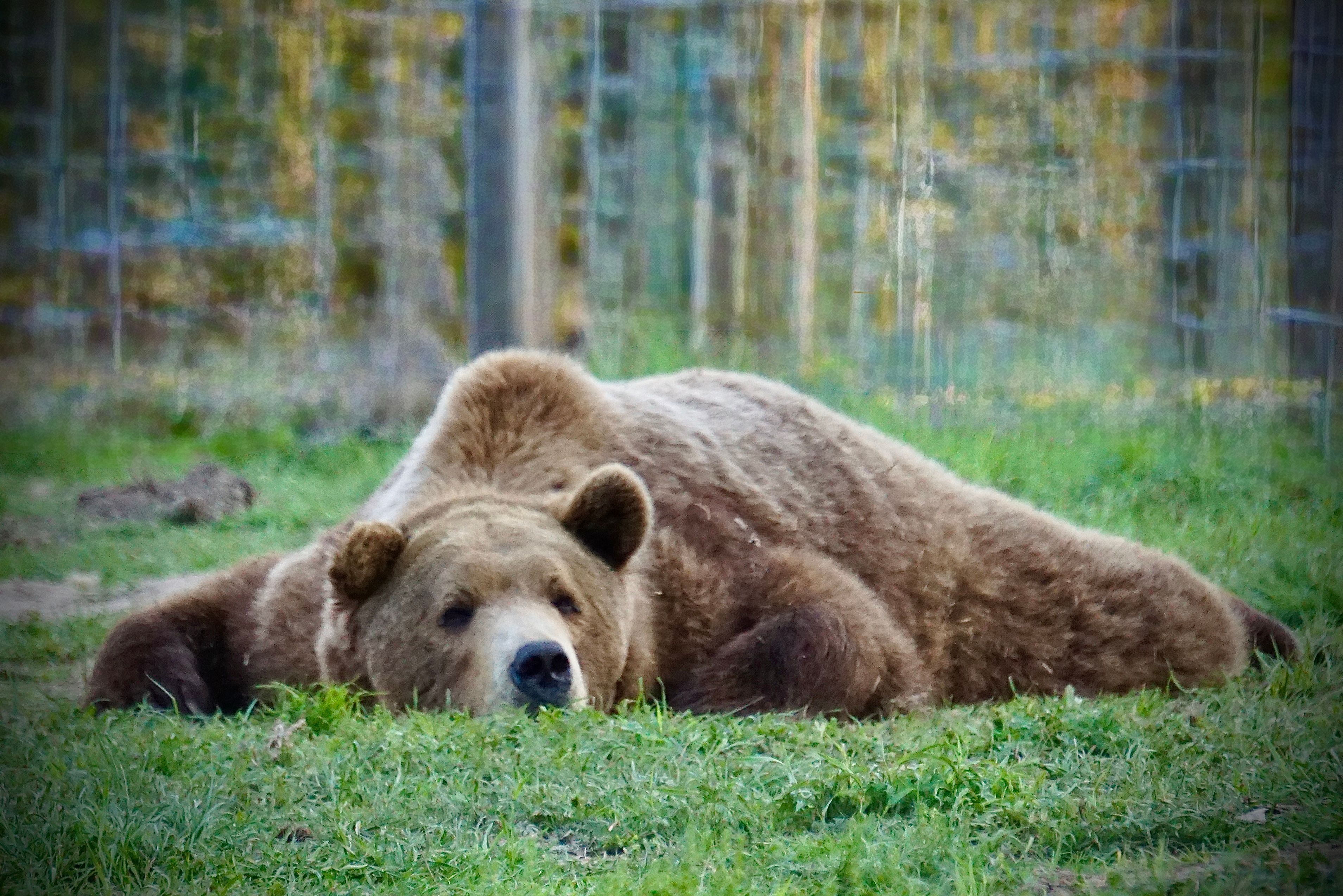 Grizzly ranch and florida black bear rescue