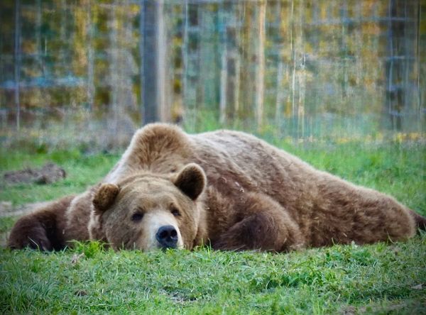 Grizzly ranch and florida black bear rescue