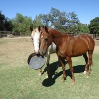 Castleton Ranch Horse Rescue Inc