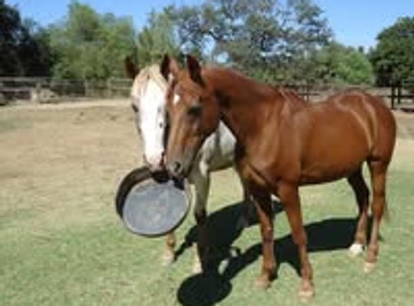 Castleton Ranch Horse Rescue Inc
