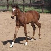 Castleton Ranch Horse Rescue Inc