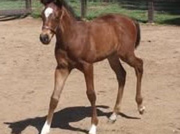 Castleton Ranch Horse Rescue Inc