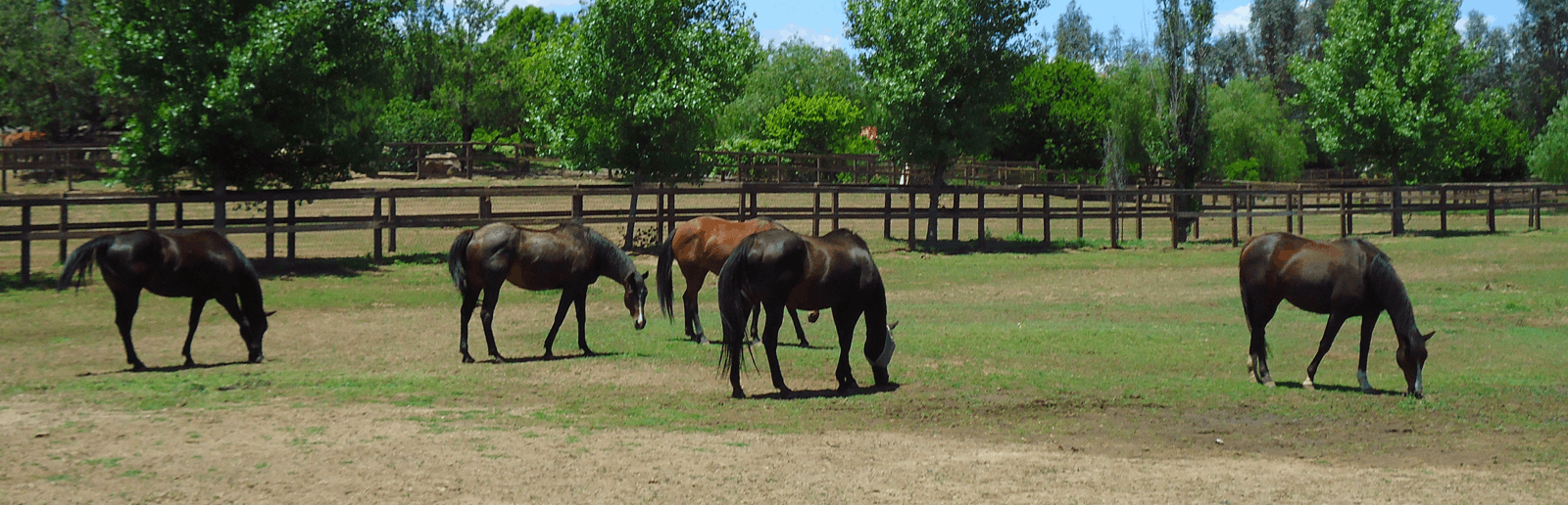 Castleton Ranch Horse Rescue Inc
