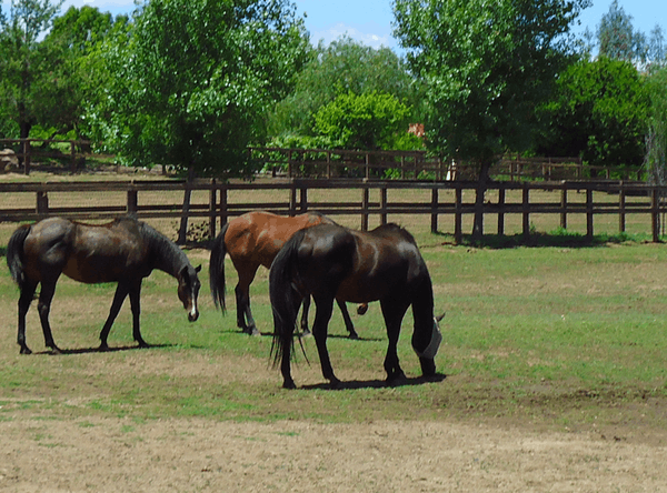 Castleton Ranch Horse Rescue Inc