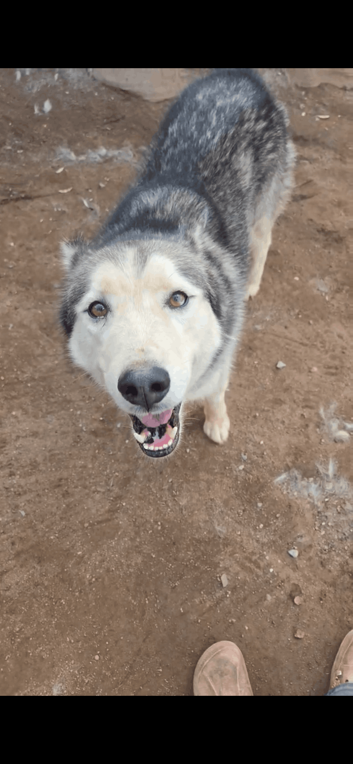 Fur paws husky rescue inc