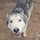 Fur paws husky rescue inc
