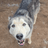 Fur paws husky rescue inc