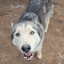 Fur paws husky rescue inc