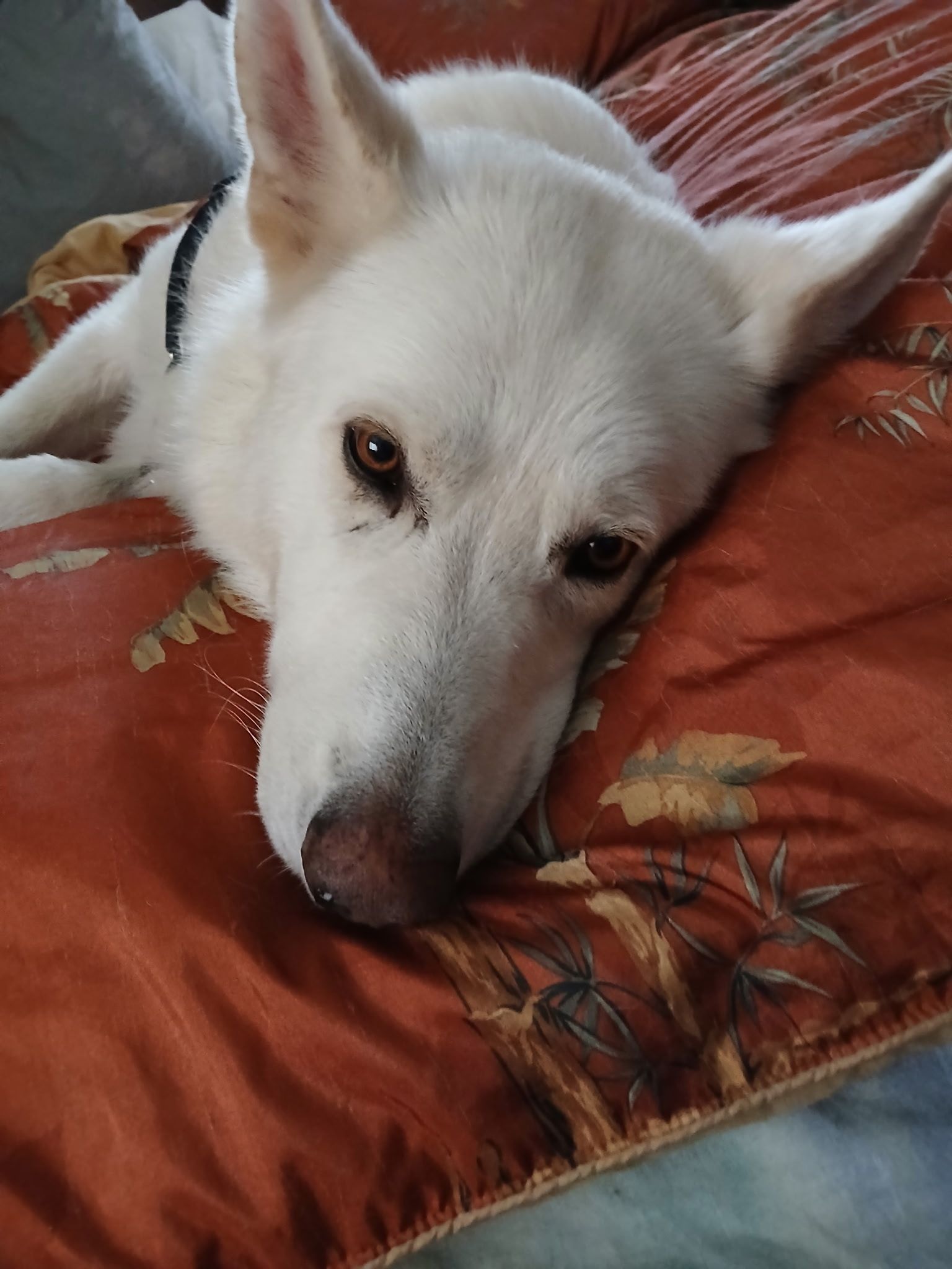 Fur paws husky rescue inc