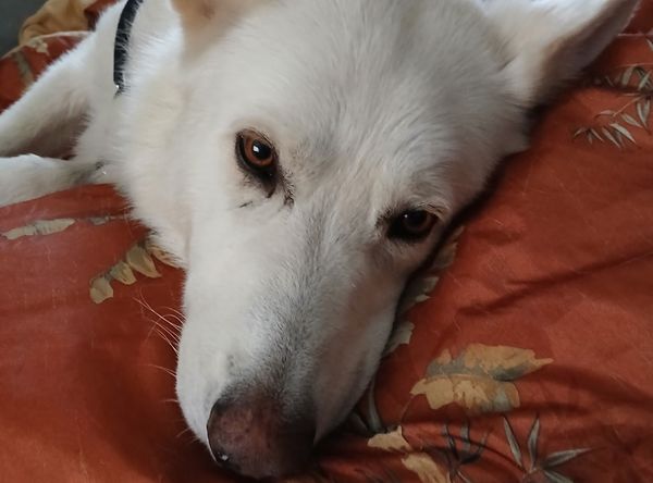 Fur paws husky rescue inc
