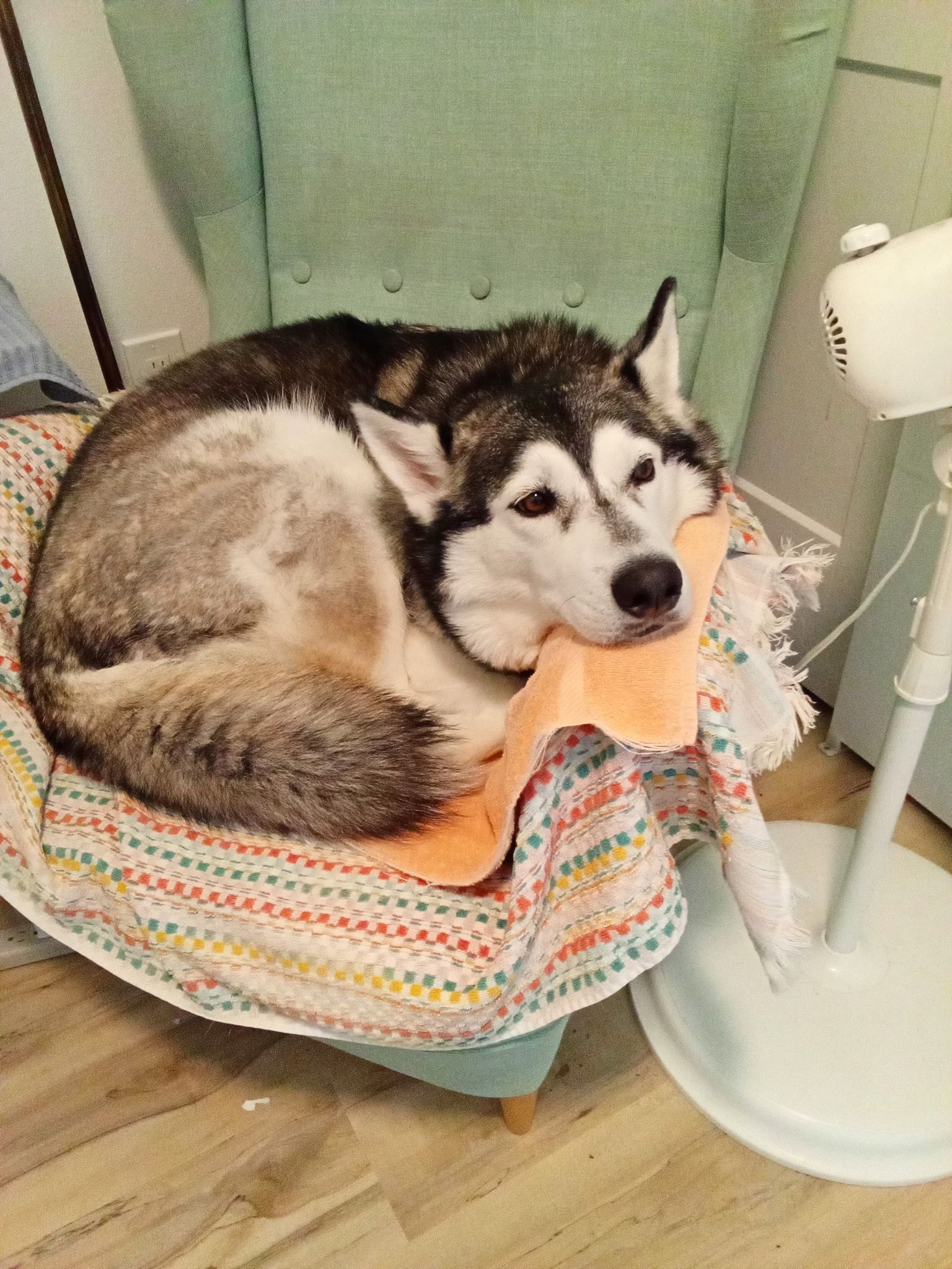 Fur paws husky rescue inc
