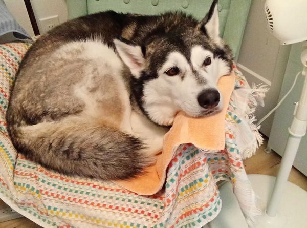 Fur paws husky rescue inc