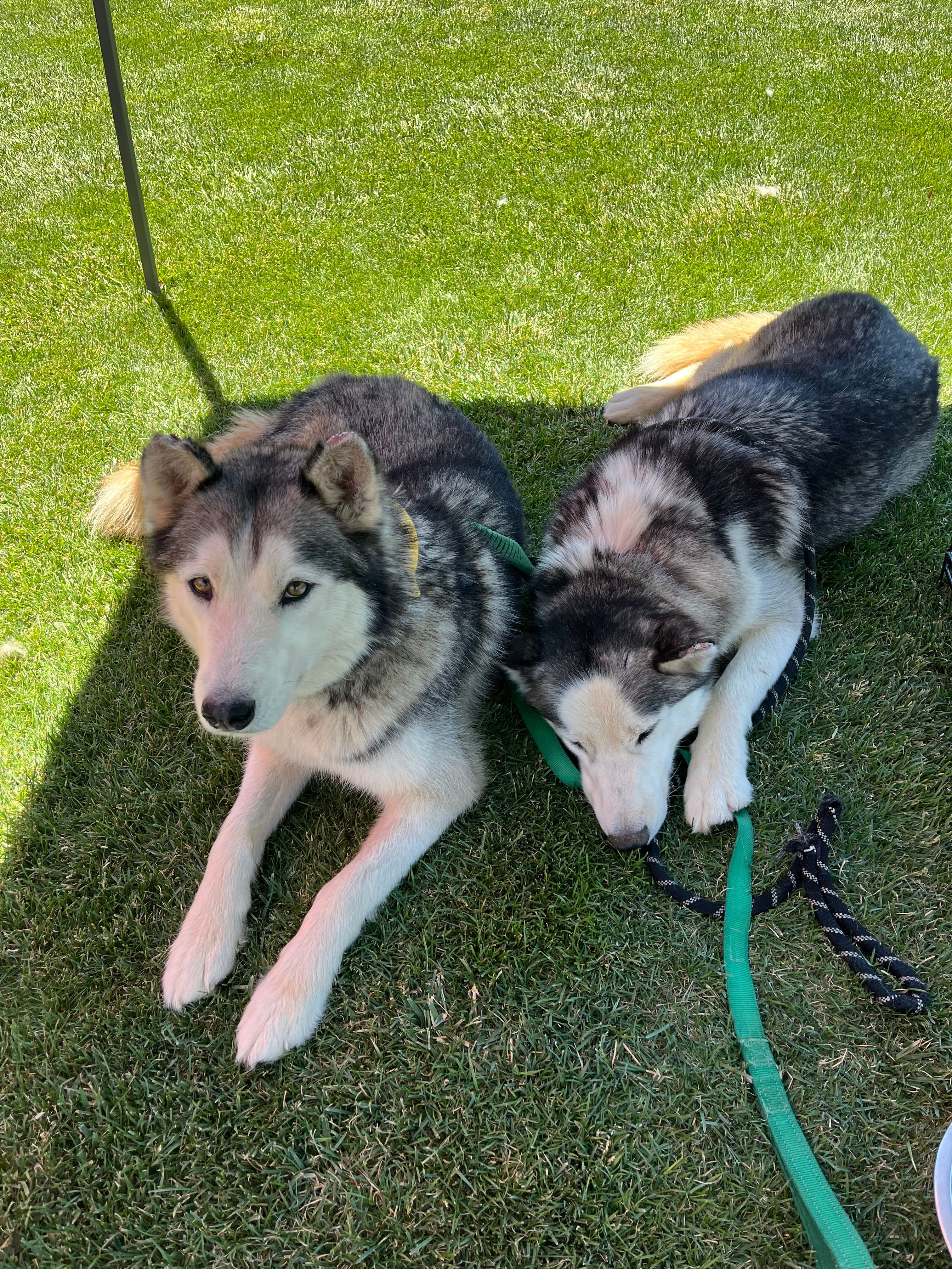 Fur paws husky rescue inc