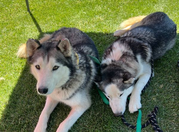 Fur paws husky rescue inc