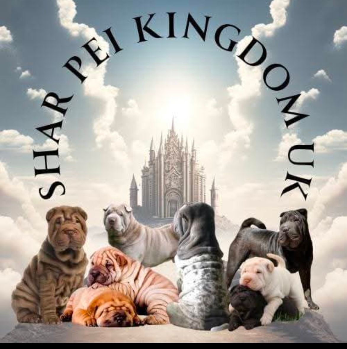 Shar Pei Kingdom C.I.C.