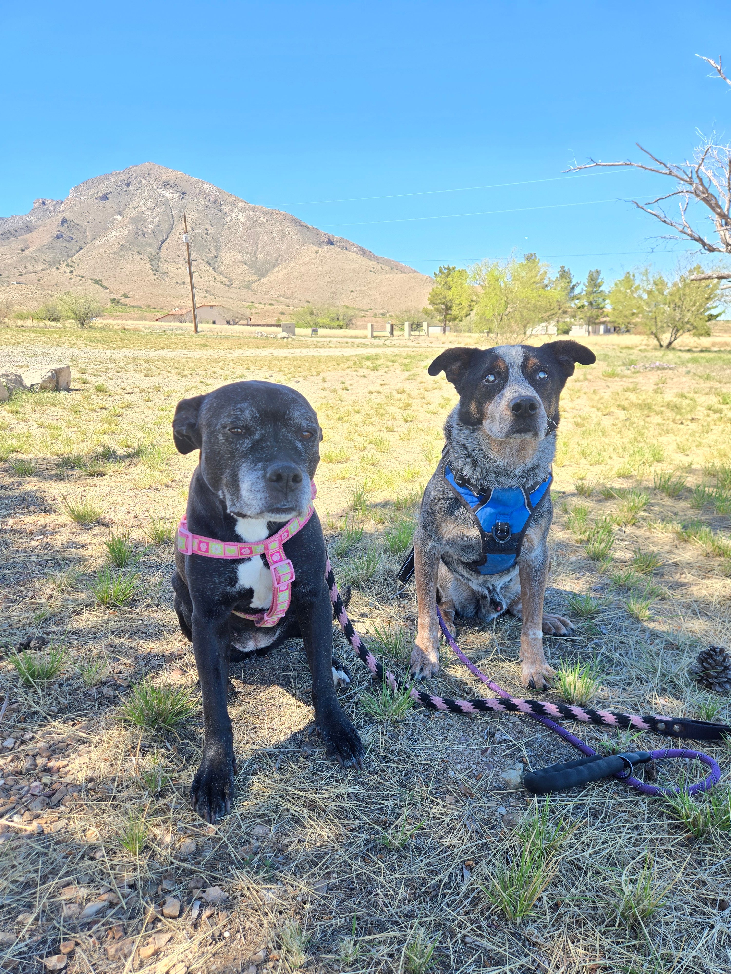 Safe Hands Sanctuary Inc