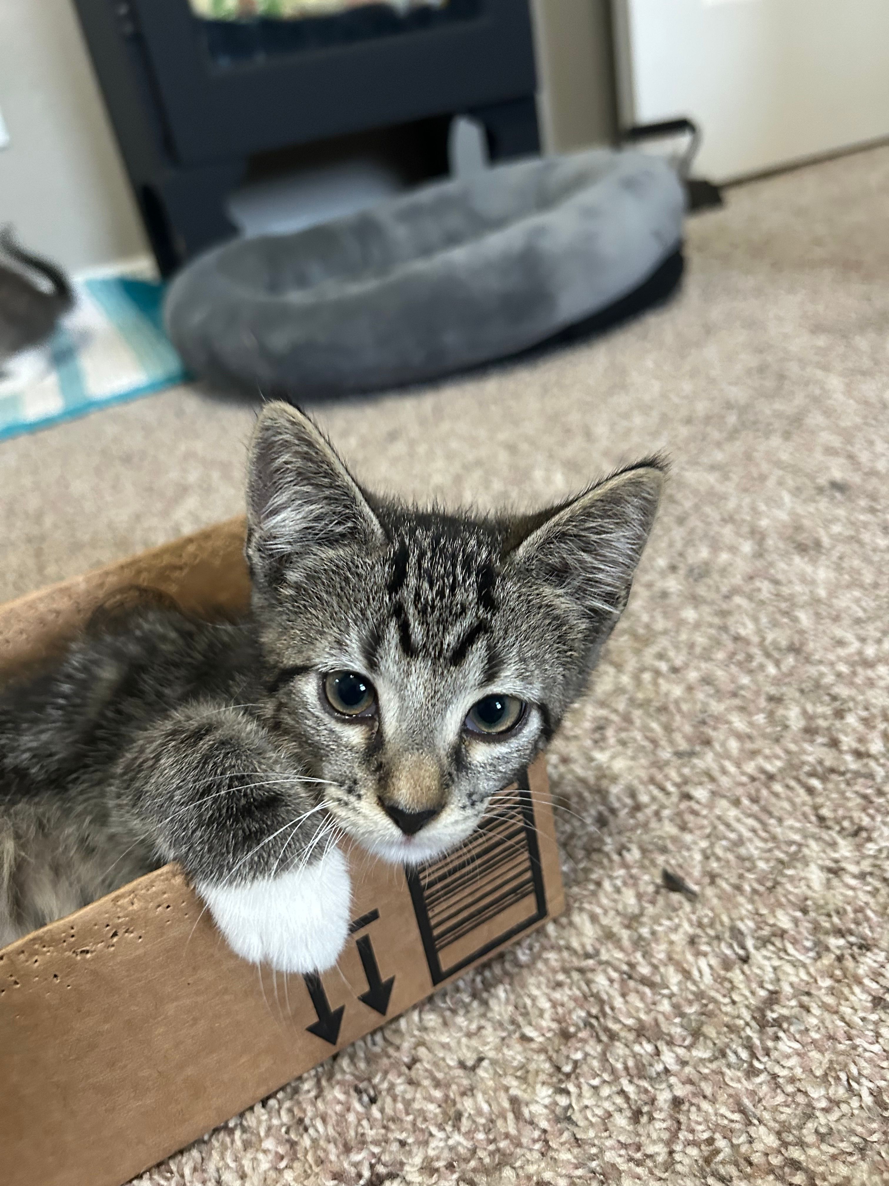 Purrjoy Cat and Kitten Rescue