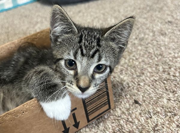 Purrjoy Cat and Kitten Rescue