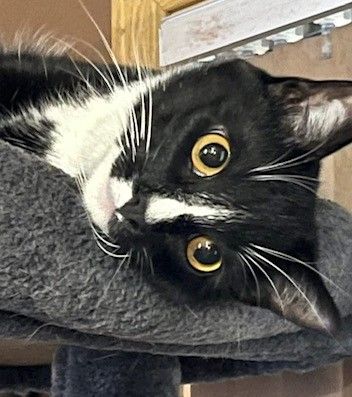 Annie Oakley Animal Rescue