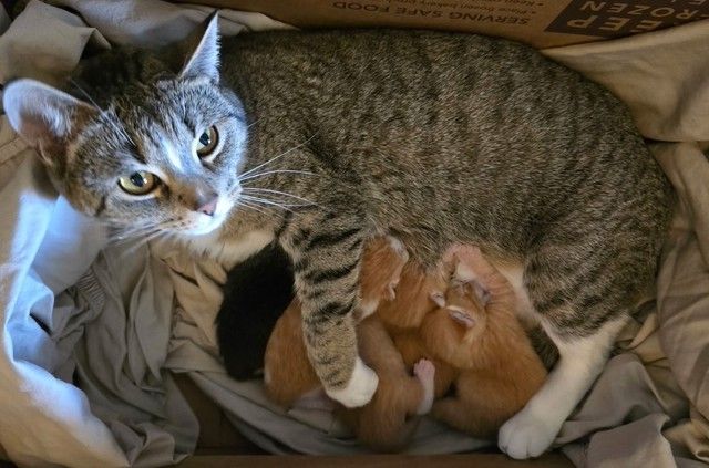 Annie Oakley Animal Rescue