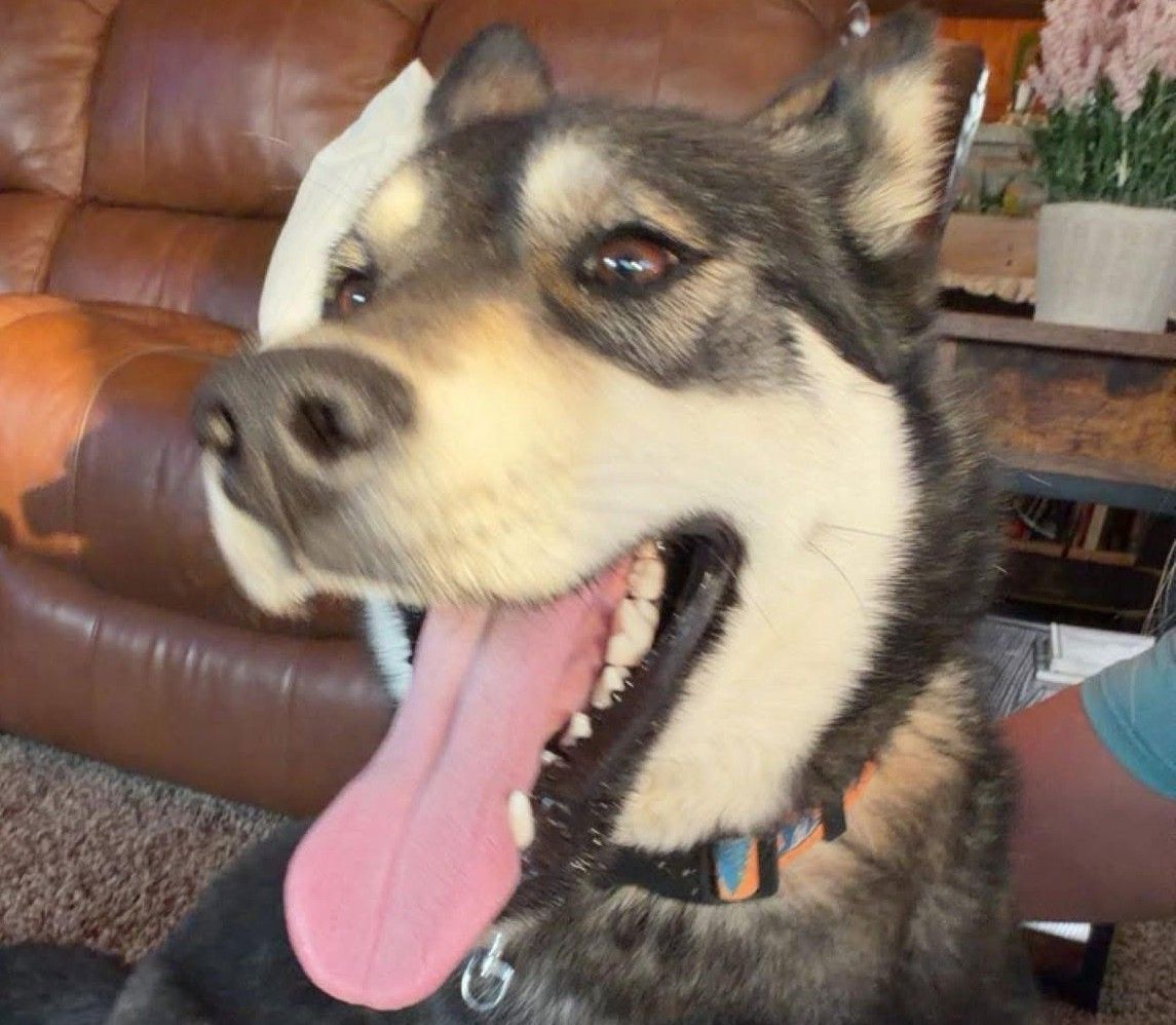 Annie Oakley Animal Rescue