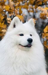 Forever Home International Dog Sanctuary