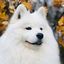 Forever Home International Dog Sanctuary