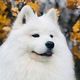 Forever Home International Dog Sanctuary