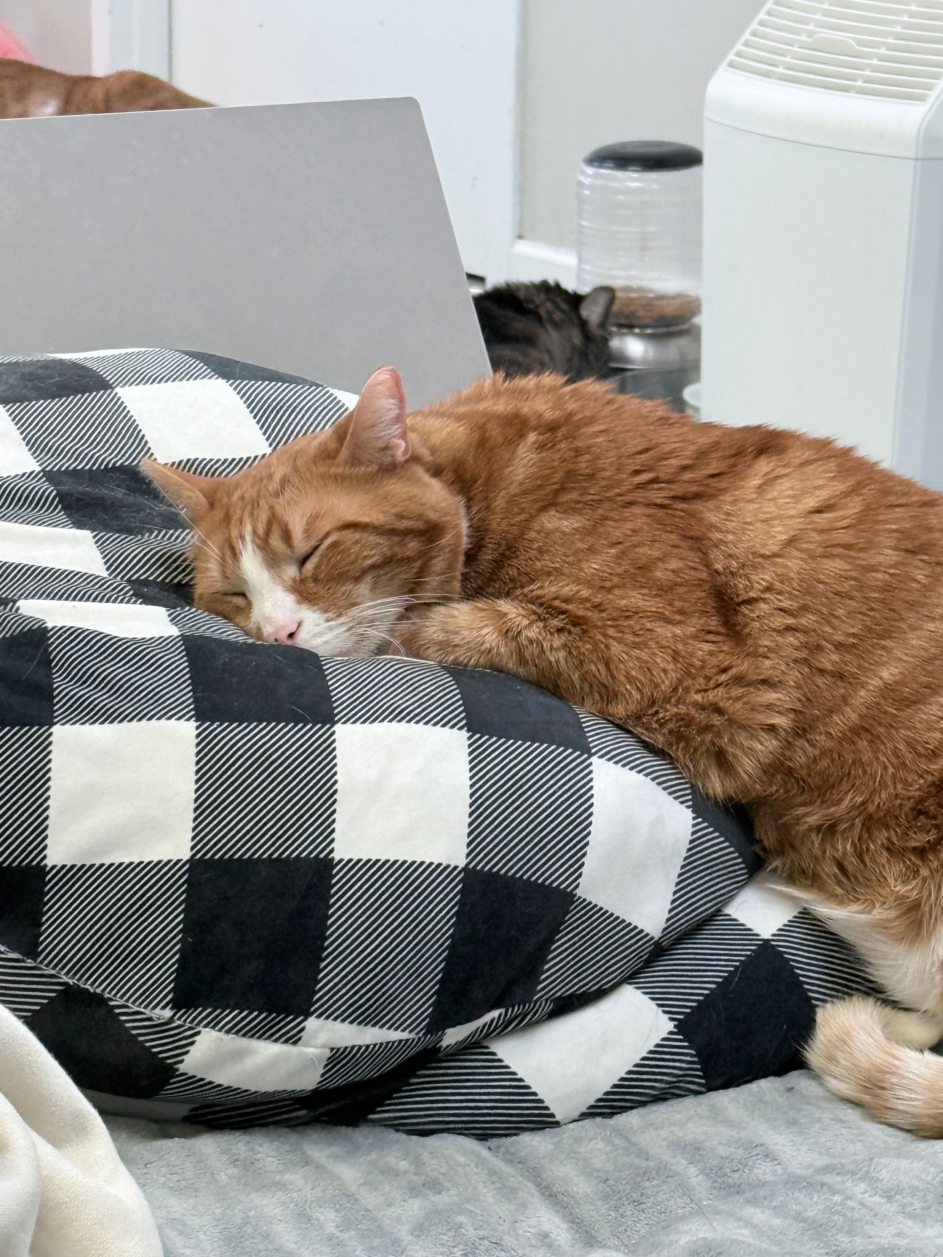 Whisper In Time Companion Rehoming