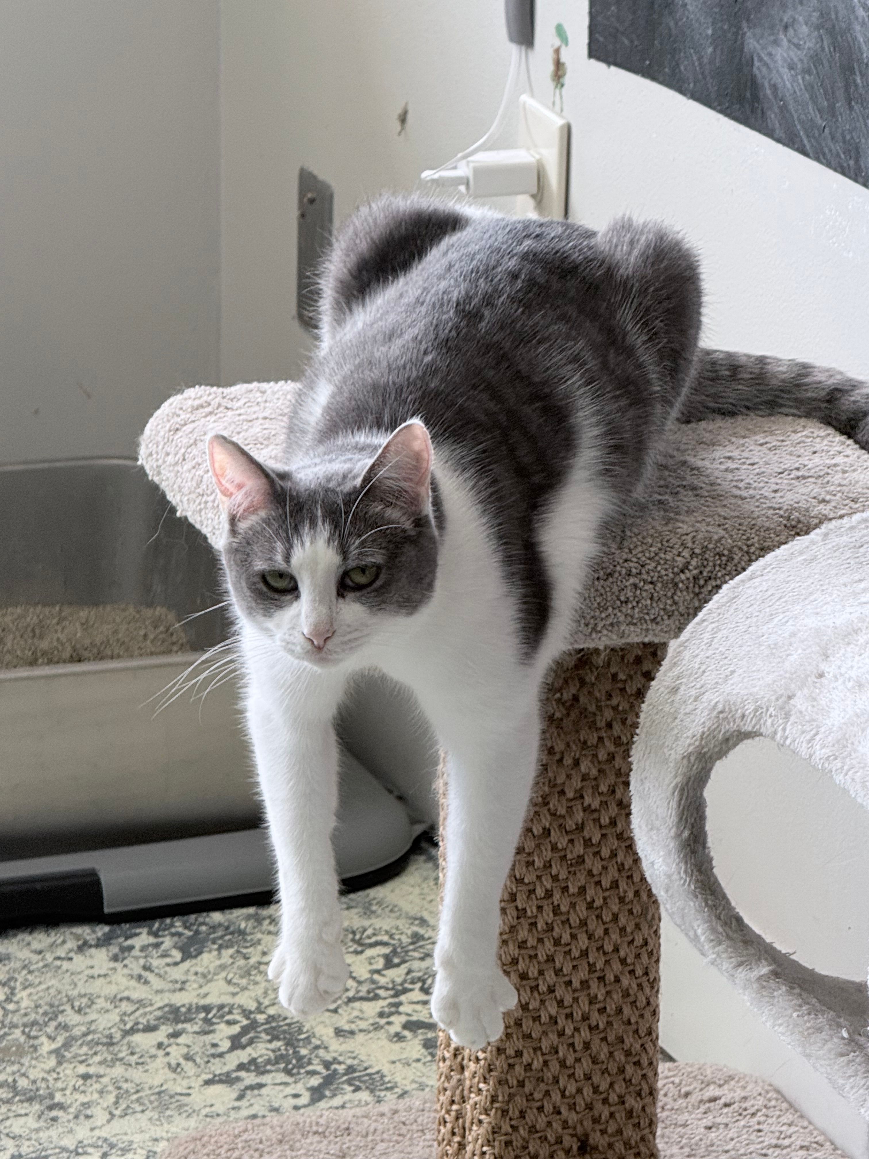 Whisper In Time Companion Rehoming