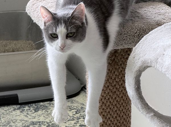 Whisper In Time Companion Rehoming