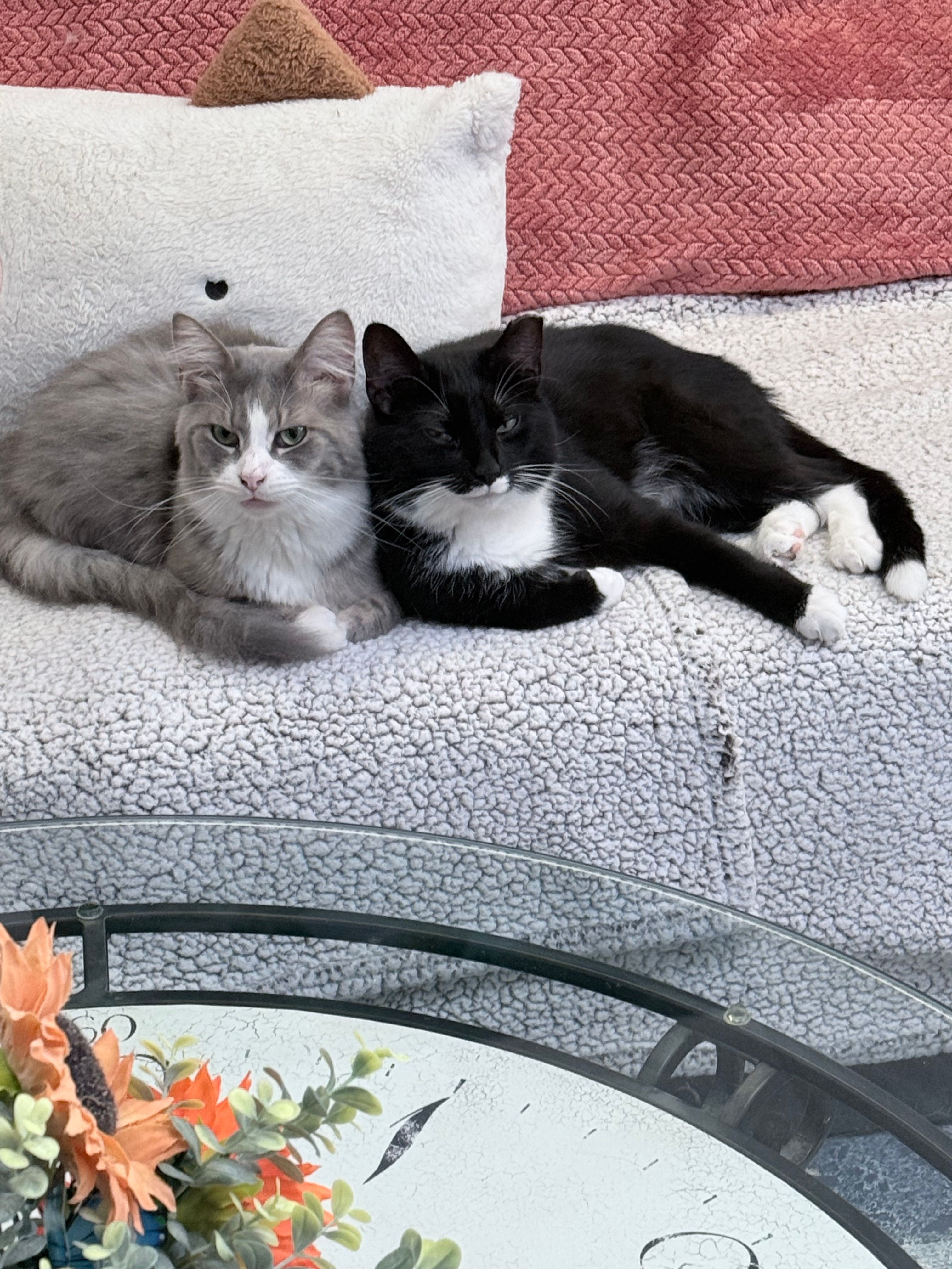 Whisper In Time Companion Rehoming