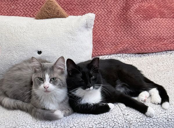 Whisper In Time Companion Rehoming