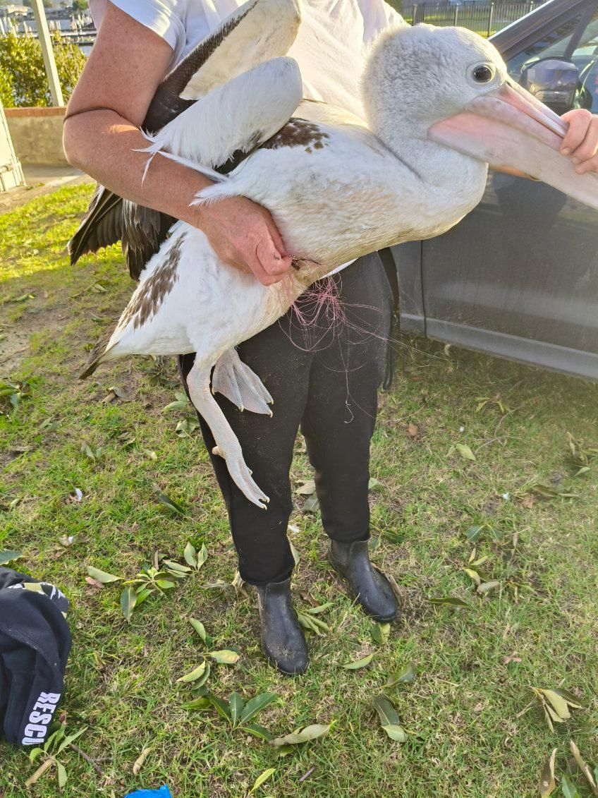 Conservation of Australian Seabirds & Turtles Inc.