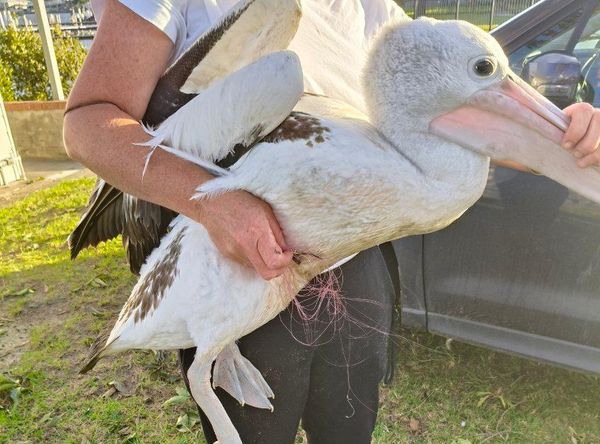 Conservation of Australian Seabirds & Turtles Inc.