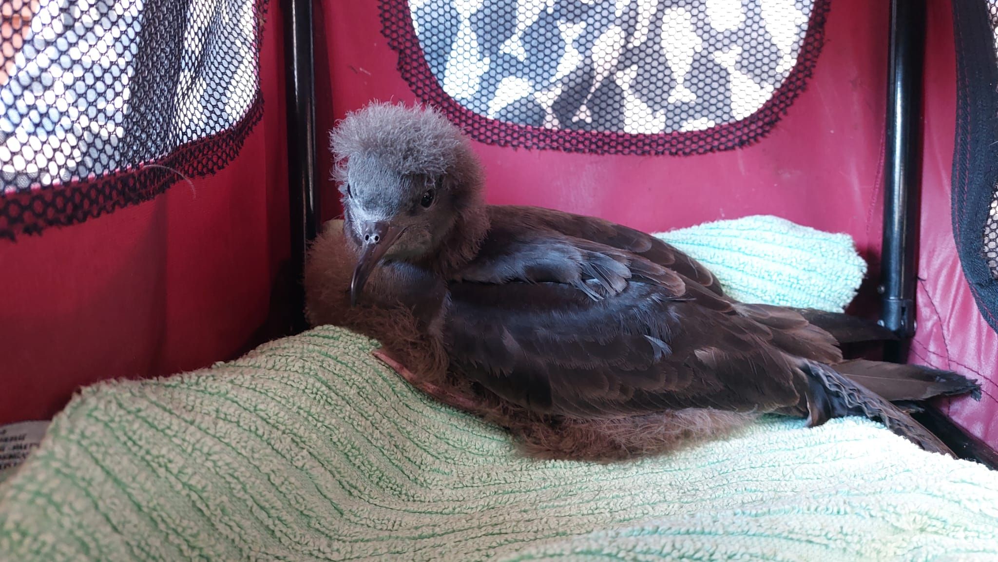 Conservation of Australian Seabirds & Turtles Inc.