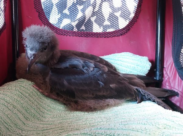 Conservation of Australian Seabirds & Turtles Inc.