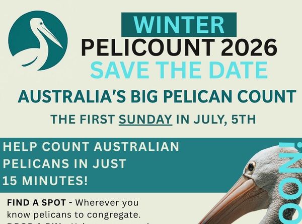 Conservation of Australian Seabirds & Turtles Inc.