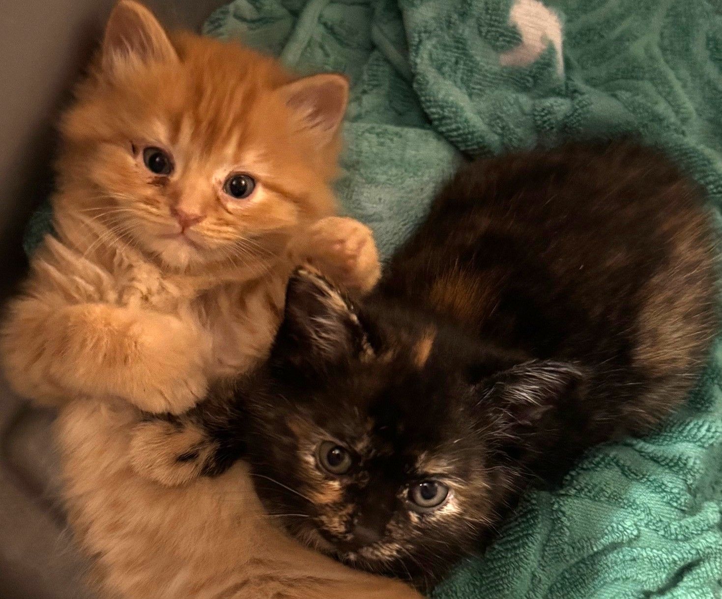 Feline Farms Sanctuary