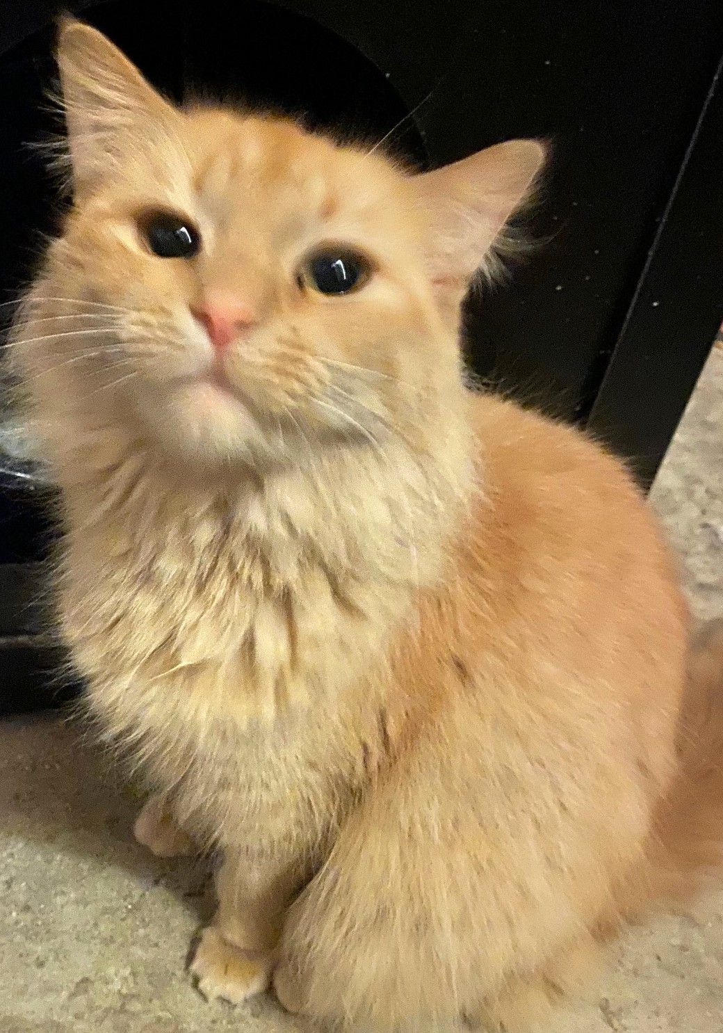 Feline Farms Sanctuary