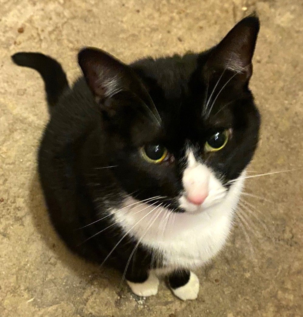 Feline Farms Sanctuary